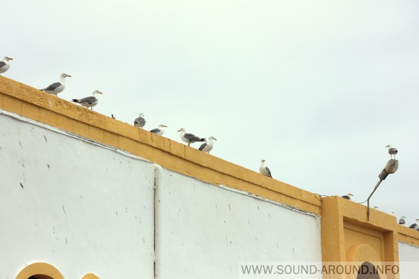 Wake up in the morning is often easy because of the seagulls chirping outside the window.