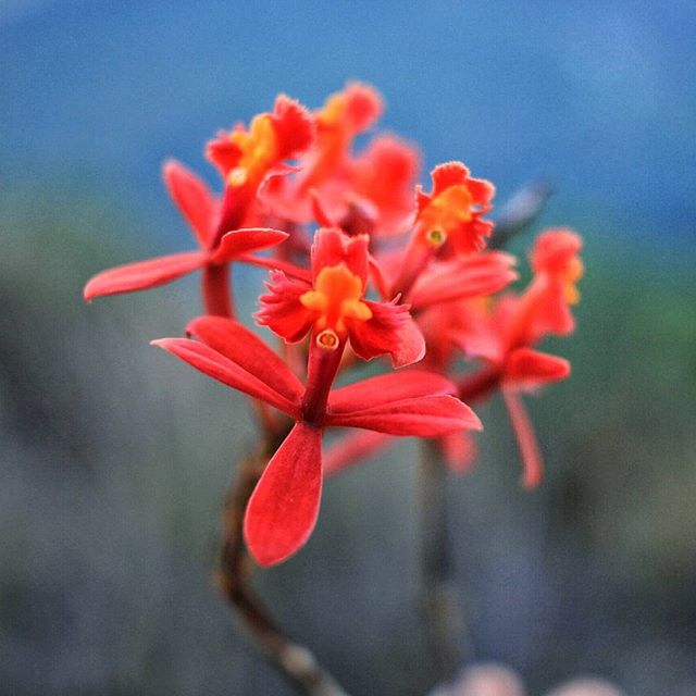 Еще из находок сегодня - удивительной красоты дикая орхидея! Пока мы встречали здесь желтых и лиловых, эта - пкрвая красная. #orchid #SouthAmerica #Peru